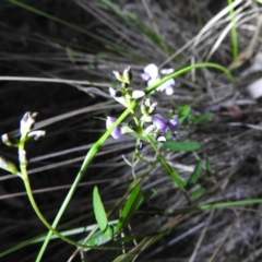 Glycine clandestina (Twining Glycine) at Paddys River, ACT - 22 Oct 2016 by ArcherCallaway