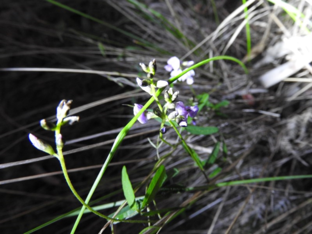 Glycine clandestina at Paddys River, ACT - 22 Oct 2016