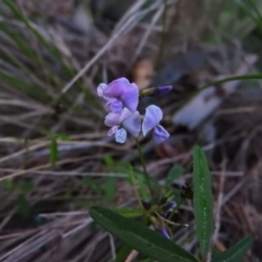 Glycine clandestina at Paddys River, ACT - 22 Oct 2016 07:18 PM