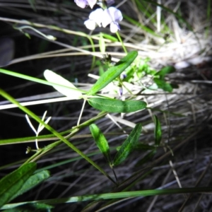 Glycine clandestina at Paddys River, ACT - 22 Oct 2016