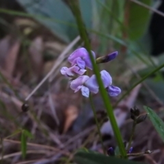 Glycine clandestina at Paddys River, ACT - 22 Oct 2016 07:18 PM