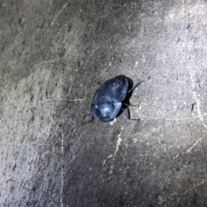 Pterohelaeus sp. (genus) at Paddys River, ACT - 22 Oct 2016 08:21 PM