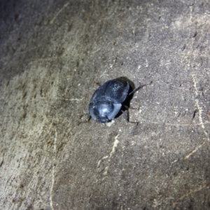 Pterohelaeus sp. (genus) at Paddys River, ACT - 22 Oct 2016 08:21 PM