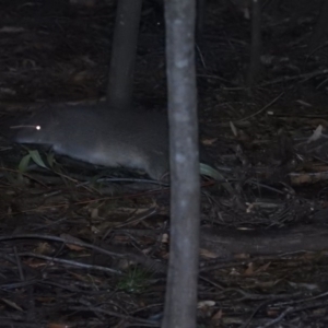 Isoodon obesulus obesulus at Paddys River, ACT - 22 Oct 2016