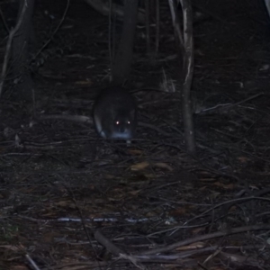 Isoodon obesulus obesulus at Paddys River, ACT - 22 Oct 2016