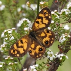 Heteronympha cordace (Bright-eyed Brown) at Booth, ACT - 7 Jan 2017 by JohnBundock