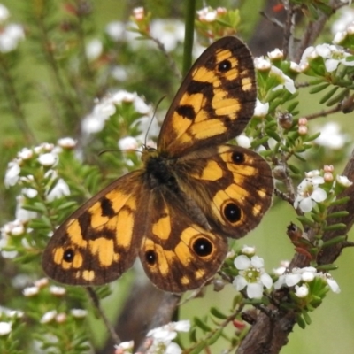 Heteronympha cordace (Bright-eyed Brown) at Booth, ACT - 8 Jan 2017 by JohnBundock