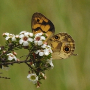 Heteronympha cordace at Booth, ACT - 8 Jan 2017 09:27 AM