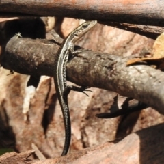 Pseudemoia spenceri (Spencer's Skink) at Booth, ACT - 8 Jan 2017 by JohnBundock