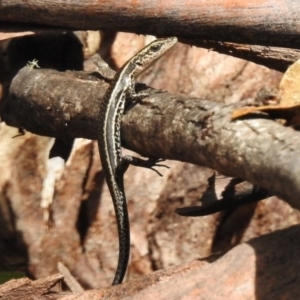 Pseudemoia spenceri at Booth, ACT - 8 Jan 2017 10:34 AM