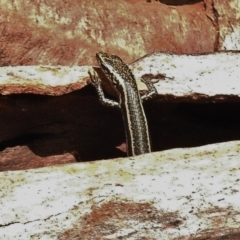 Pseudemoia spenceri at Booth, ACT - 8 Jan 2017 10:34 AM