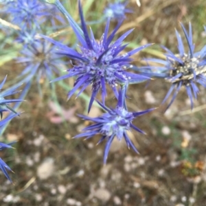 Eryngium ovinum at Hughes, ACT - 9 Jan 2017