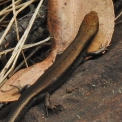 Pseudemoia entrecasteauxii at Booth, ACT - 8 Jan 2017 10:51 AM