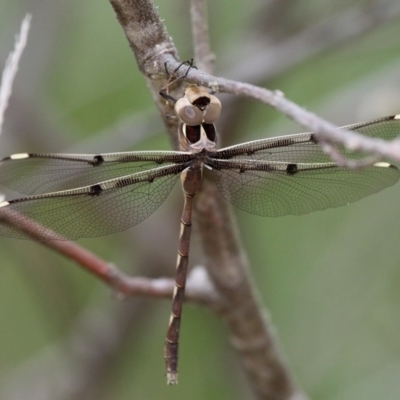 Telephlebia brevicauda (Southern Evening Darner) at Cotter River, ACT - 2 Jan 2017 by HarveyPerkins