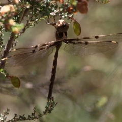 Telephlebia brevicauda (Southern Evening Darner) at Cotter River, ACT - 7 Jan 2017 by HarveyPerkins