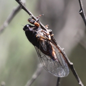 Yoyetta subalpina at Uriarra, NSW - 7 Jan 2017