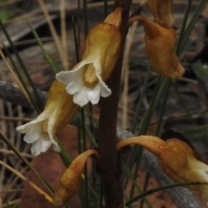 Gastrodia procera at Booth, ACT - suppressed