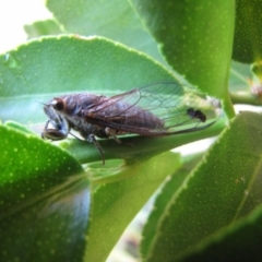 Galanga labeculata (Double-spotted cicada) at Ngunnawal, ACT - 25 Dec 2016 by GeoffRobertson