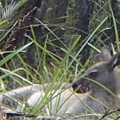 Macropus giganteus (Eastern Grey Kangaroo) at Barragga Bay, NSW - 9 Jan 2017 by narelle