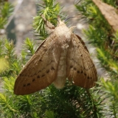 Entometa undescribed species nr fervens (Common Gum Snout Moth) at Acton, ACT - 9 Jan 2017 by ibaird