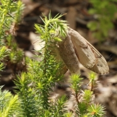 Entometa undescribed species nr fervens at Acton, ACT - 9 Jan 2017