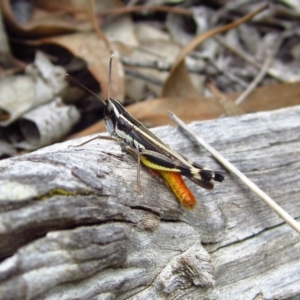 Macrotona australis at Aranda, ACT - 4 Feb 2015 03:45 PM