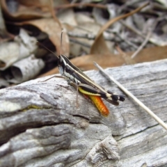 Macrotona australis (Common Macrotona Grasshopper) at Aranda, ACT - 4 Feb 2015 by CathB