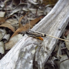 Macrotona australis at Aranda, ACT - 4 Feb 2015 03:45 PM