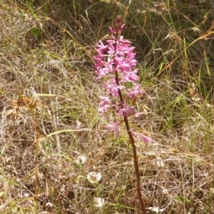 Dipodium punctatum at Bemboka River Reserve - suppressed