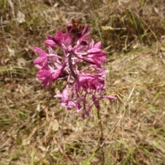 Dipodium punctatum at Bemboka River Reserve - suppressed