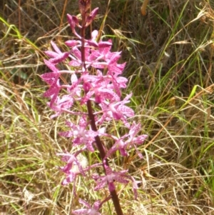 Dipodium punctatum at Bemboka River Reserve - suppressed