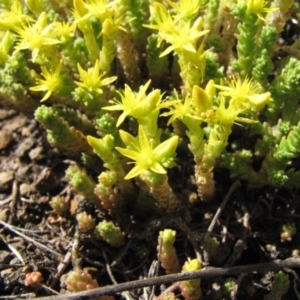 Sedum acre at Nimmitabel, NSW - 2 Jan 2017 12:00 AM