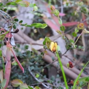 Zornia dyctiocarpa var. dyctiocarpa at Fadden, ACT - 23 Oct 2016 05:51 PM