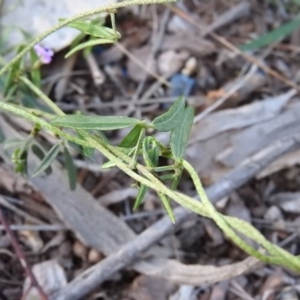 Glycine clandestina at Fadden, ACT - 23 Oct 2016