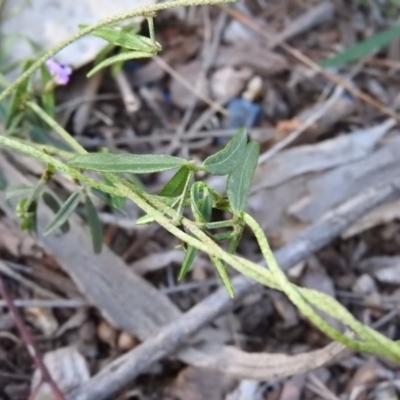 Glycine clandestina (Twining Glycine) at Fadden, ACT - 23 Oct 2016 by ArcherCallaway