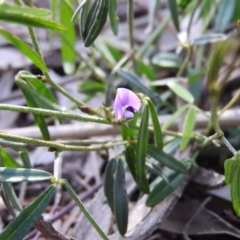 Glycine clandestina at Fadden, ACT - 23 Oct 2016