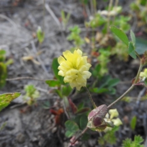 Trifolium campestre at Gowrie, ACT - 23 Oct 2016