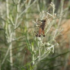 Phaulacridium vittatum (Wingless Grasshopper) at Goorooyarroo NR (ACT) - 10 Jan 2017 by MichaelMulvaney