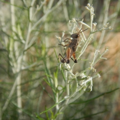 Phaulacridium vittatum (Wingless Grasshopper) at Goorooyarroo NR (ACT) - 10 Jan 2017 by MichaelMulvaney