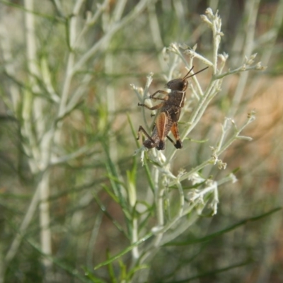 Phaulacridium vittatum (Wingless Grasshopper) at Goorooyarroo NR (ACT) - 9 Jan 2017 by MichaelMulvaney