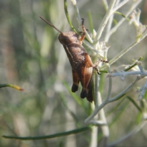 Phaulacridium vittatum at Goorooyarroo NR (ACT) - 10 Jan 2017 07:50 AM