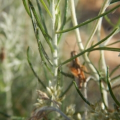 Phaulacridium vittatum at Goorooyarroo NR (ACT) - 10 Jan 2017 07:50 AM