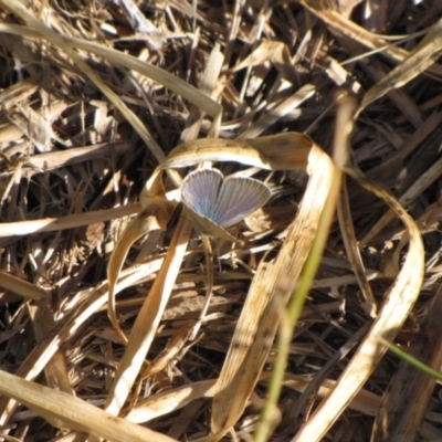 Zizina otis (Common Grass-Blue) at Polo Flat, NSW - 3 Jan 2017 by GeoffRobertson