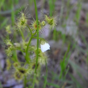 Drosera gunniana at Fadden, ACT - 23 Oct 2016 06:22 PM