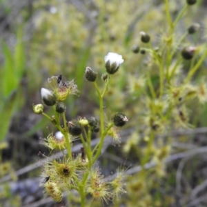 Drosera gunniana at Gowrie, ACT - 23 Oct 2016