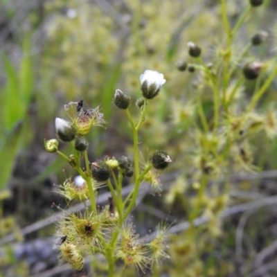 Drosera gunniana (Pale Sundew) at Gowrie, ACT - 23 Oct 2016 by ArcherCallaway