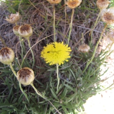 Rutidosis leiolepis (Monaro Golden Daisy) at Polo Flat, NSW - 3 Jan 2017 by GeoffRobertson