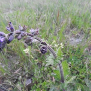 Salvia verbenaca var. verbenaca at Gowrie, ACT - 23 Oct 2016 06:35 PM