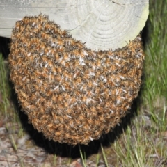 Apis mellifera (European honey bee) at Fadden, ACT - 23 Oct 2016 by ArcherCallaway