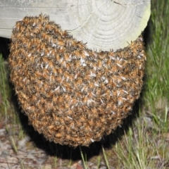 Apis mellifera (European honey bee) at Fadden, ACT - 23 Oct 2016 by RyuCallaway